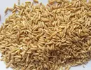 莜麦饭（整粒）的升糖指数(GI)升糖负荷(GL)及热量
