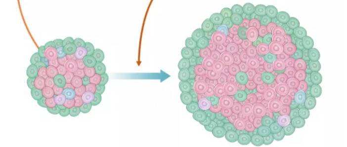 中国研究团队发现胰岛细胞再生的新机制,未来治疗糖尿病的新希望!