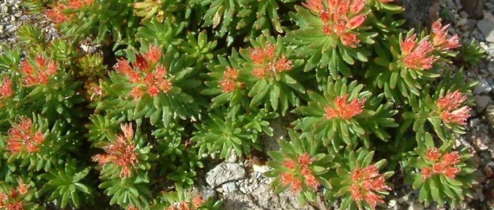 科学发现红景天根可以帮助控制2型糖尿病