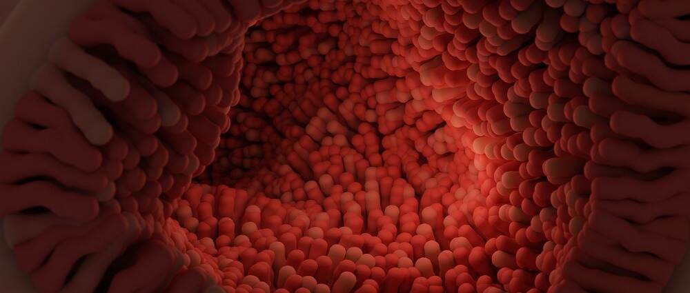 肠道细菌可能在糖尿病中起作用