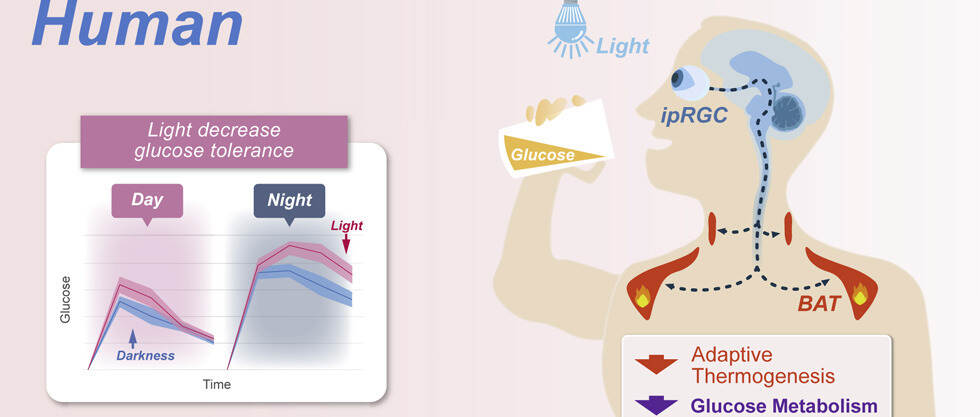我国科学家揭示光调控血糖代谢的神经机制