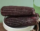黑糯玉米,黑粘玉米,黑玉米的升糖指数(GI)升糖负荷(GL)及热量