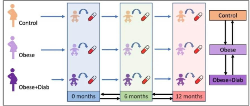 研究：母亲肥胖和妊娠糖尿病如何影响婴儿的DNA甲基化