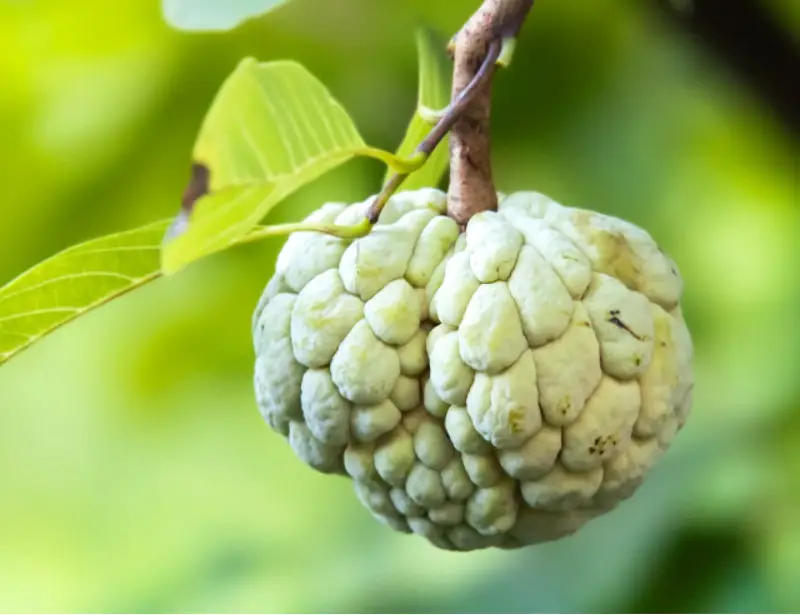 释迦果,番荔枝的升糖指数(GI值),升糖负荷(GL值)热量,蛋白质含量,碳水化合物含量,嘌呤含量 释迦果,番荔枝的升糖指数(GI值),升糖负荷(GL值)热量,蛋白质含量,碳水化合物含量,嘌呤含量