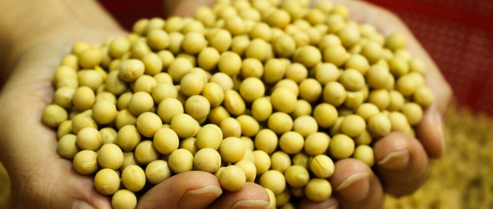 研究：大豆肽对2型糖尿病的有益影响