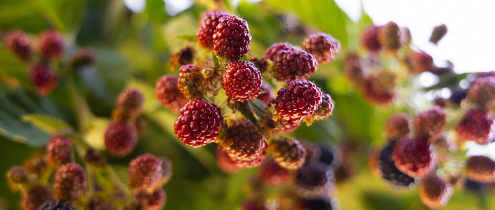 桑葚抗氧化又滋阴补血,糖尿病人能吃吗?