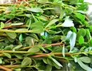 马齿菜的升糖指数(GI)升糖负荷(GL)及热量