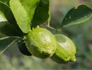 青柠檬的升糖指数(GI)升糖负荷(GL)及热量