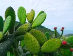 仙人掌嫩枝的升糖指数(GI)升糖负荷(GL)及热量