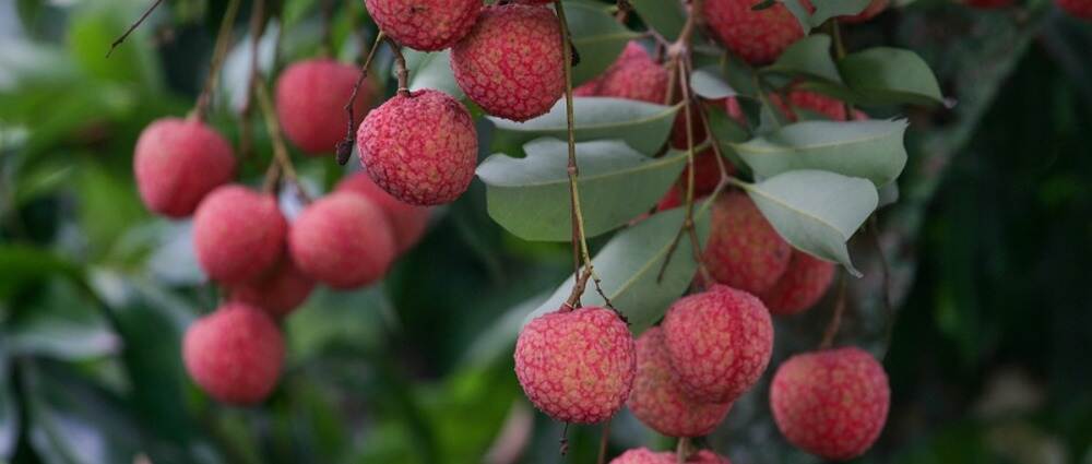 荔枝那么甜居然有人吃完后低血糖?糖尿病人应该怎么吃