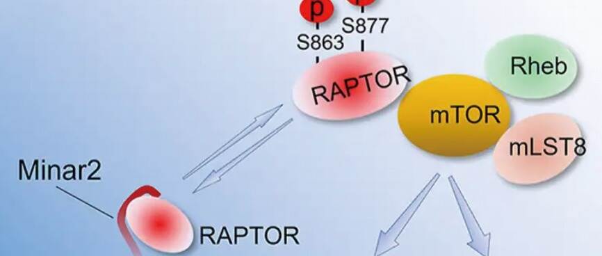 新研究揭示了以前未知的蛋白质在肥胖和糖尿病中的作用