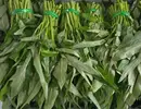 空心菜的升糖指数(GI)升糖负荷(GL)及热量