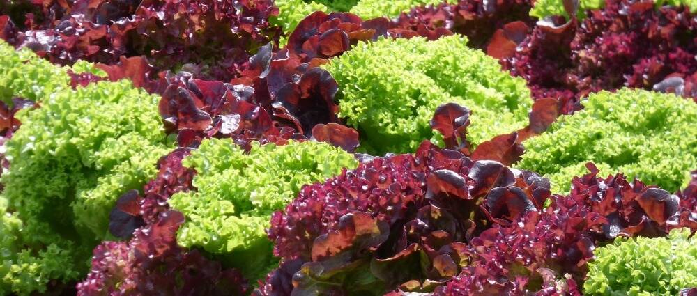 研究：一种基于植物的口服胰岛素对血糖的调节水平类似于天然胰岛素