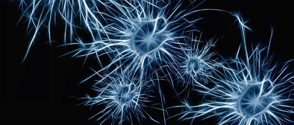 跟踪研究发现大脑中调节血糖水平的神经元