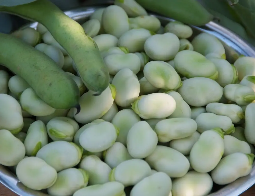 生蚕豆,绿蚕豆的升糖指数(GI值),升糖负荷(GL值)热量,蛋白质含量,碳水化合物含量,嘌呤含量