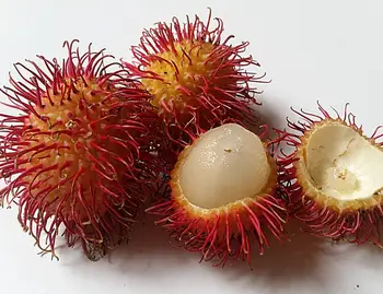 红毛丹,毛荔枝,韶子,红毛果,红毛胆的升糖指数(GI值),升糖负荷(GL值)热量,蛋白质含量,碳水化合物含量,嘌呤含量 红毛丹,毛荔枝,韶子,红毛果,红毛胆的升糖指数(GI值),升糖负荷(GL值)热量,蛋白质含量,碳水化合物含量,嘌呤含量