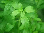 甜叶菊的升糖指数(GI)升糖负荷(GL)及热量