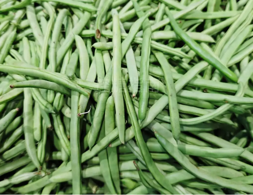 四季豆,菜豆,豆角,云扁豆,龙爪豆,龙骨豆,白豆,二生豆的升糖指数(GI值),升糖负荷(GL值)热量,蛋白质含量,碳水化合物含量,嘌呤含量