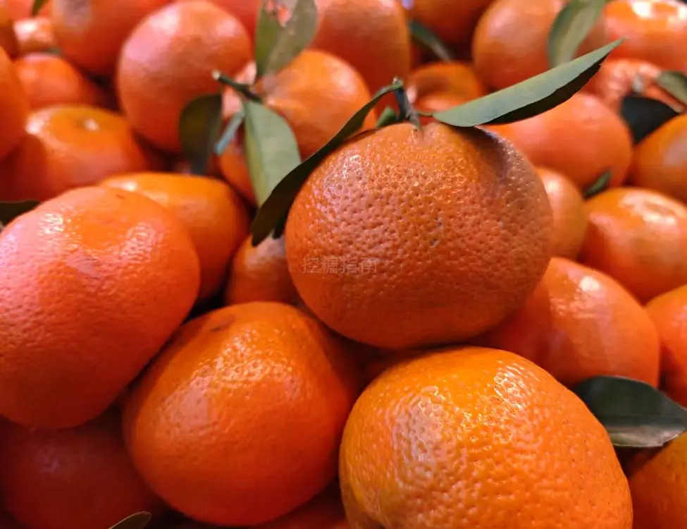 柑(橘子),橘柑,柑橘,桔柑子的升糖指数(GI值),升糖负荷(GL值)热量,蛋白质含量,碳水化合物含量,嘌呤含量 柑(橘子),橘柑,柑橘,桔柑子的升糖指数(GI值),升糖负荷(GL值)热量,蛋白质含量,碳水化合物含量,嘌呤含量