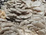 平菇的升糖指数(GI)升糖负荷(GL)及热量